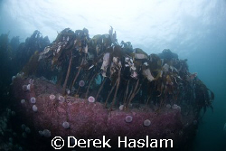 Kelp. Farne islands. D200, 10.5mm. by Derek Haslam 